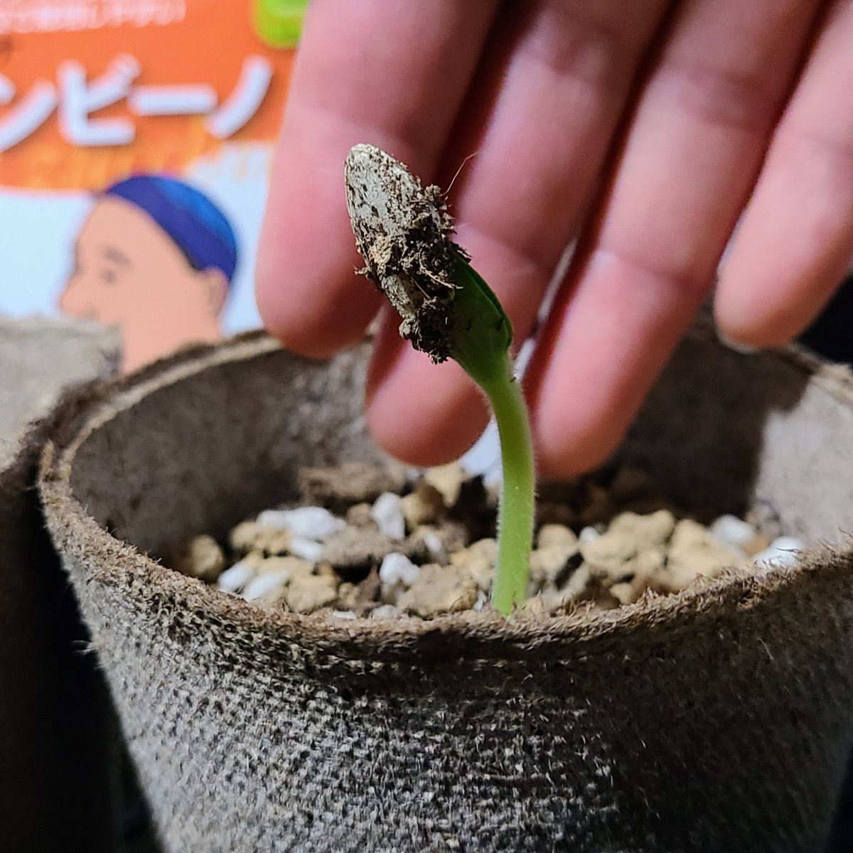 SaeCue's tweet photo. 3つ目の #バンビーノ 蒔いた😊
1つ目は発芽したよ🌱
#ミニズッキーニ #ズッキーニ #トキタ種苗 #グストイタリア #minizucchini #zucchini #TOKITA #GustoItalia https://t.co/fvgftQC8V5