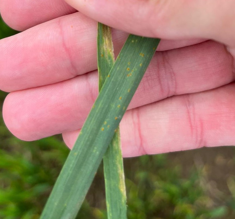 FMCAgroUK's tweet photo. 📢Brown rust is already appearing on Crusoe in the south #wheat 

SDHI Fluxapyroxad + Metconazole will do the job ✔️ 
#Wolverine is an ideal choice at T1 ✔️

Technical bulletin found here: ➡️https://t.co/tgAmAsBWLS https://t.co/zQEr05Iimh