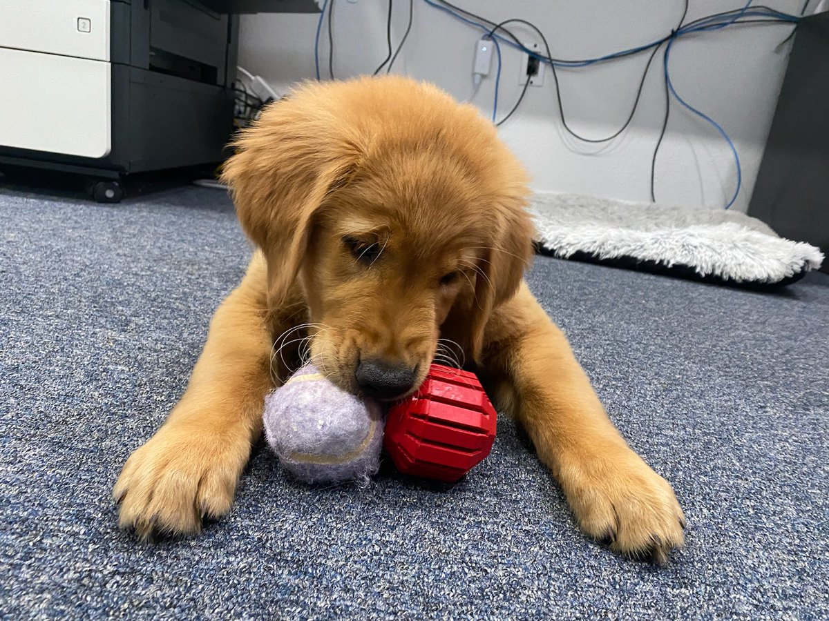 Bacon4EverEver tweet media