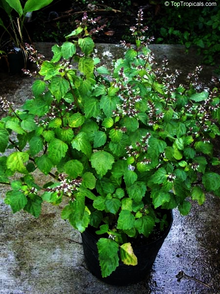 toptropicals's tweet photo. #Pogostemon patchouli - PuchaPat is #fragrantherb yielding a volatile oil by distillation. It is used in perfumesry. #Patchoulioil is used in the massage. Effect is relaxing, has medicinal properties. Scent is sweet, spicy, woody. .
https://t.co/z7VEGeEJc3
#ThursdayThoughts https://t.co/ppcrR7Zhlg