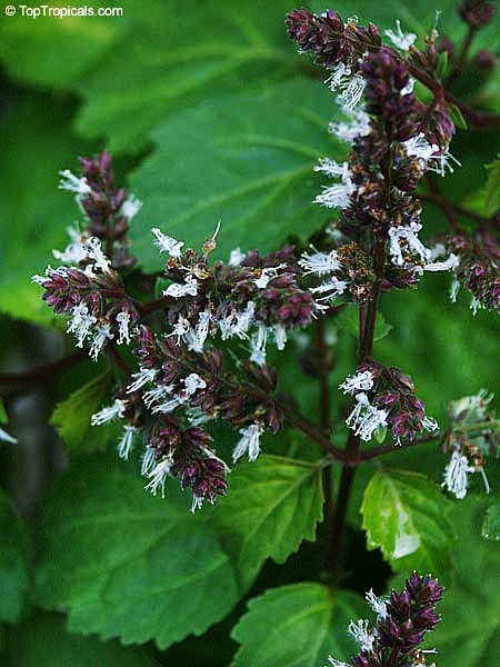 toptropicals's tweet photo. #Pogostemon patchouli - PuchaPat is #fragrantherb yielding a volatile oil by distillation. It is used in perfumesry. #Patchoulioil is used in the massage. Effect is relaxing, has medicinal properties. Scent is sweet, spicy, woody. .
https://t.co/z7VEGeEJc3
#ThursdayThoughts https://t.co/ppcrR7Zhlg