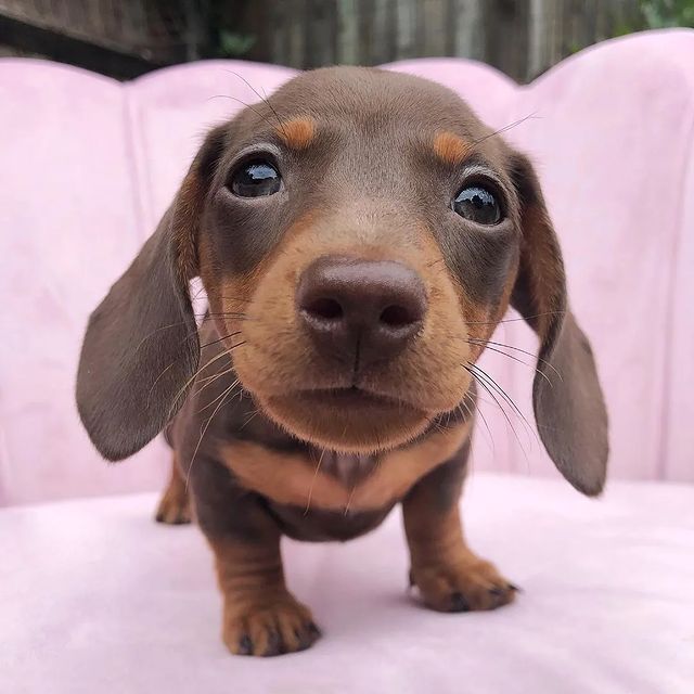 dachshund_unity's tweet photo. #NewProfilePic https://t.co/hHw5vruHVj