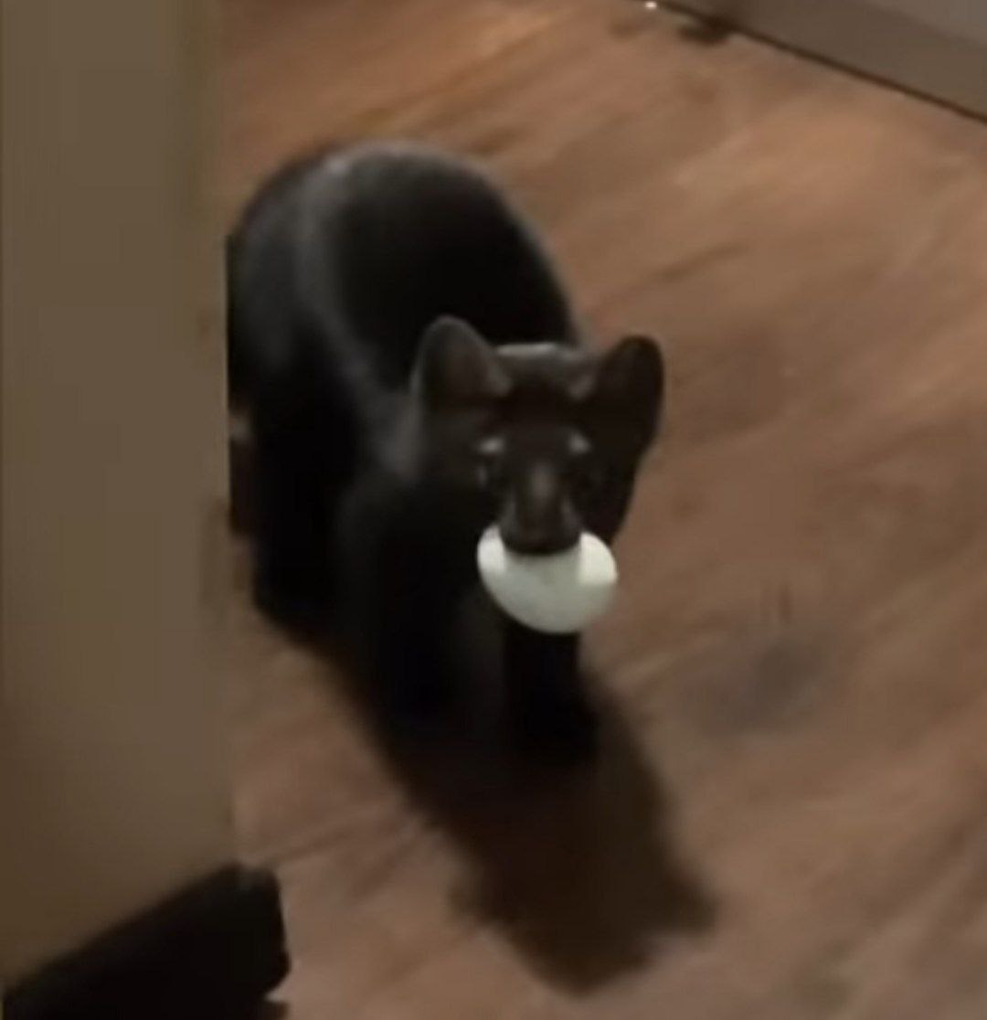 🥚

#Marten #Sable