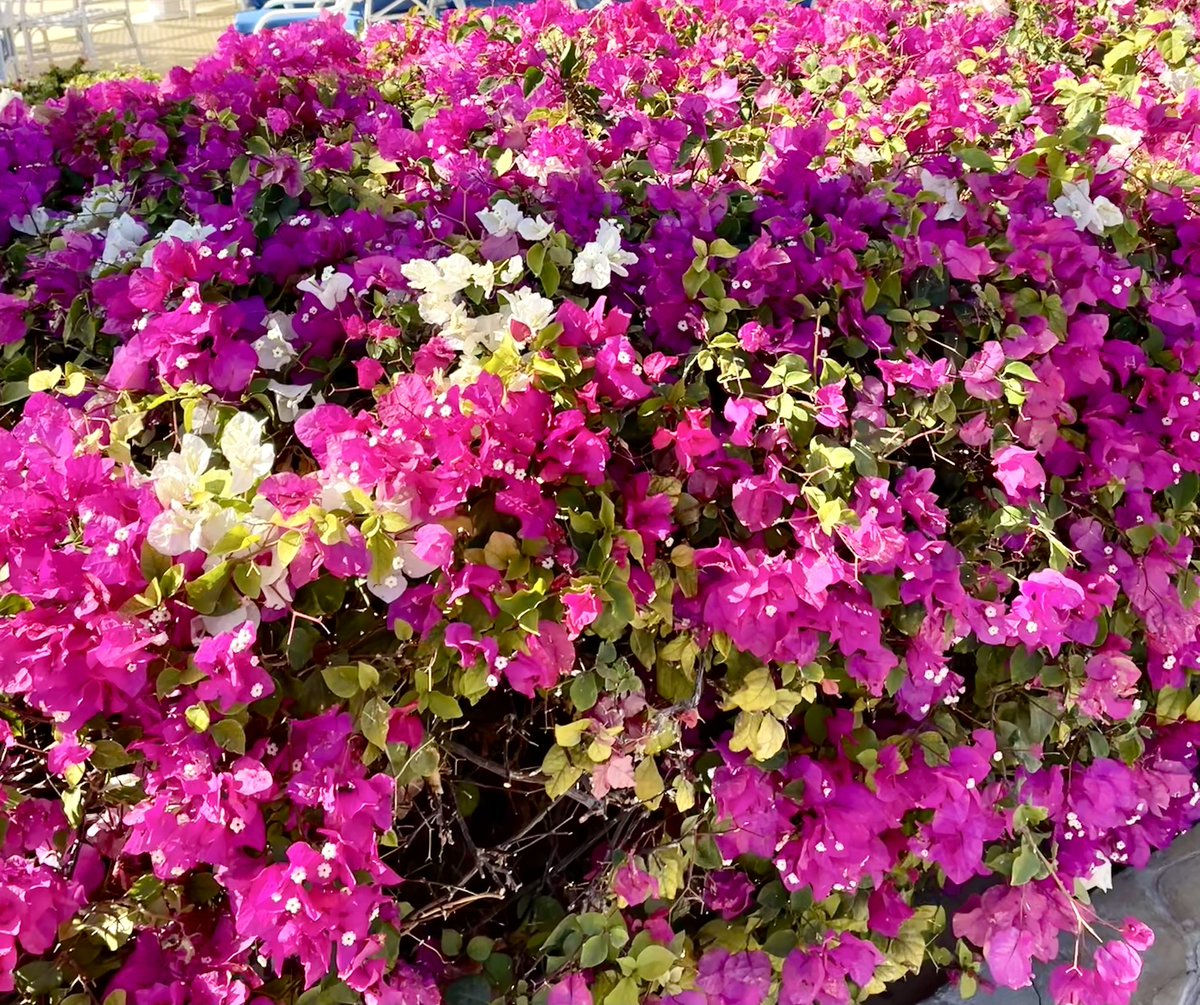 Dalal🦋🌺🌴💦🦆🌈☀️ tweet media
