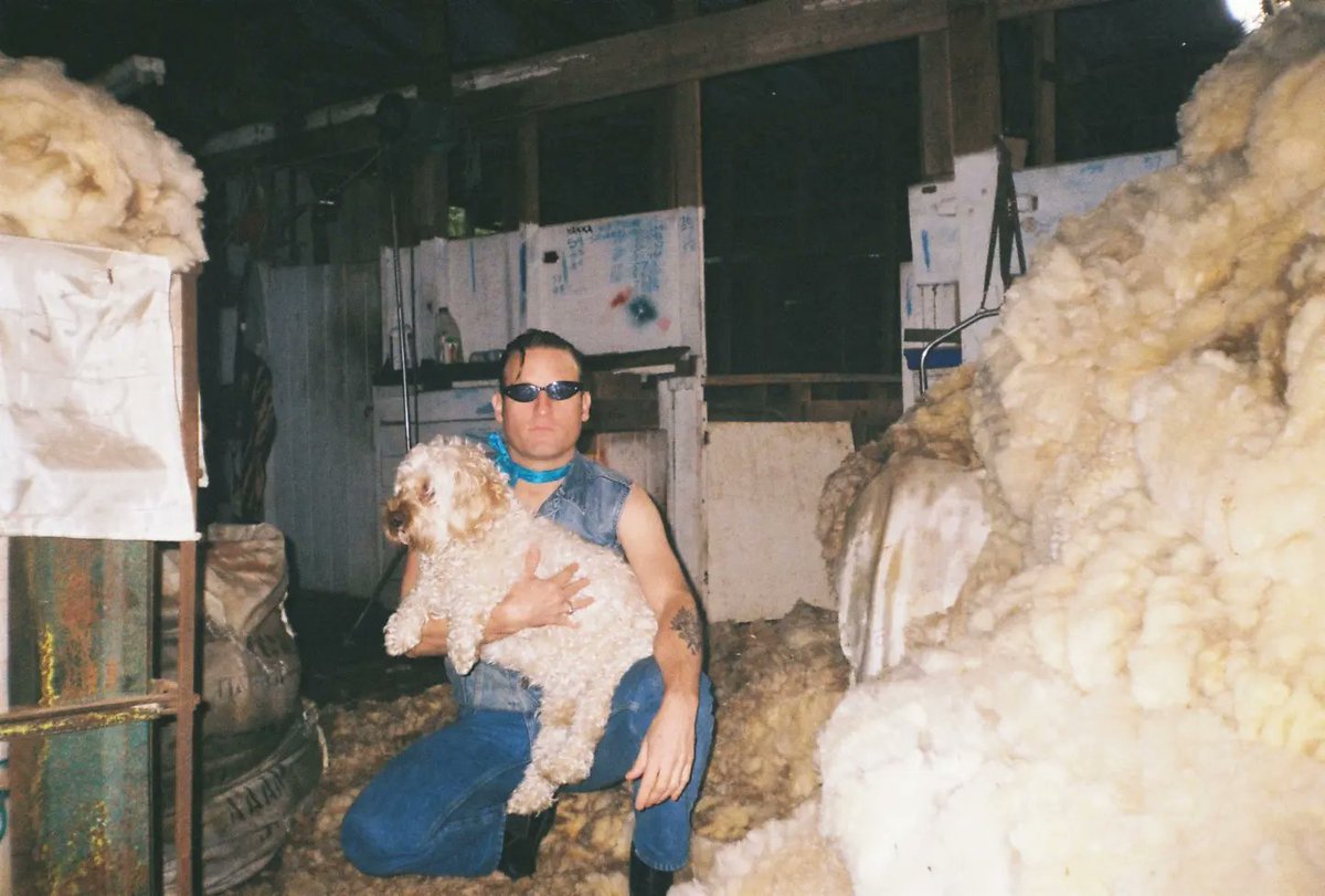 Wanted: cavoodles for undisclosed business