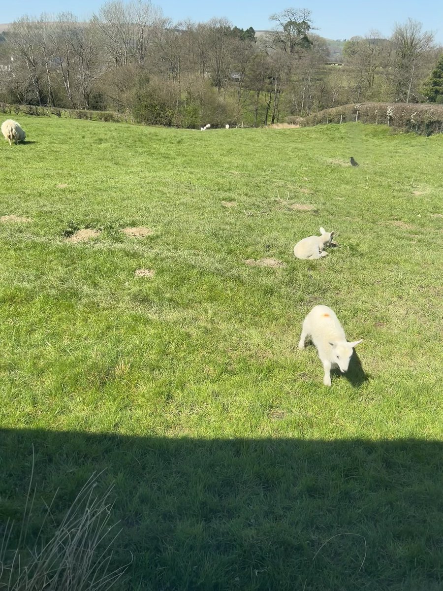 View from my office window @TricolorAssocs Wales ☀️ 🐑