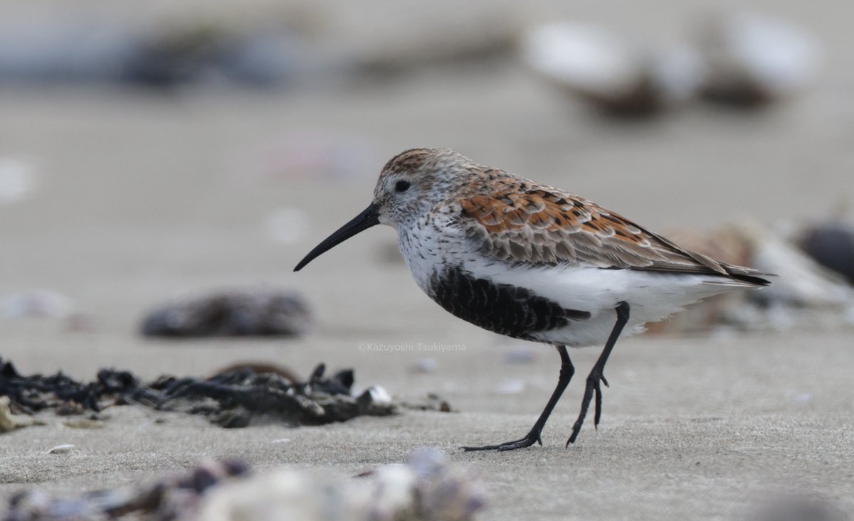 TsukiyamaKazu's tweet image. 換羽が比較的早い個体
#ハマシギ