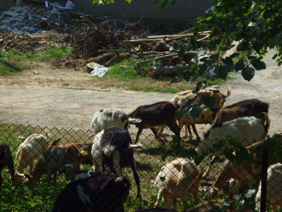 438sharon's tweet photo. I miss being called Sharona, the shepherd taking the goats to pasture in the mornings, the quiet stillness, vegetables that taste like vegetables. I even miss the communist concrete in the towns. I cannot wait for summer. https://t.co/rZCNn1woQi