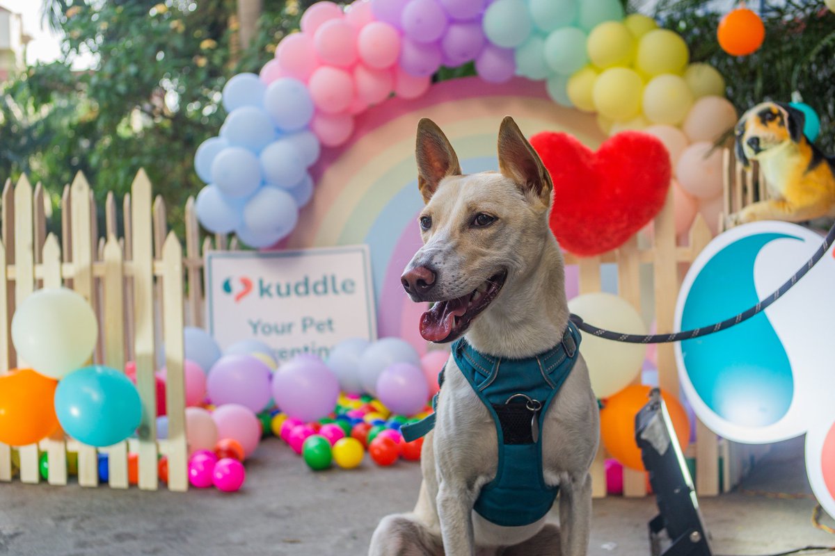 Kuddle tweet media