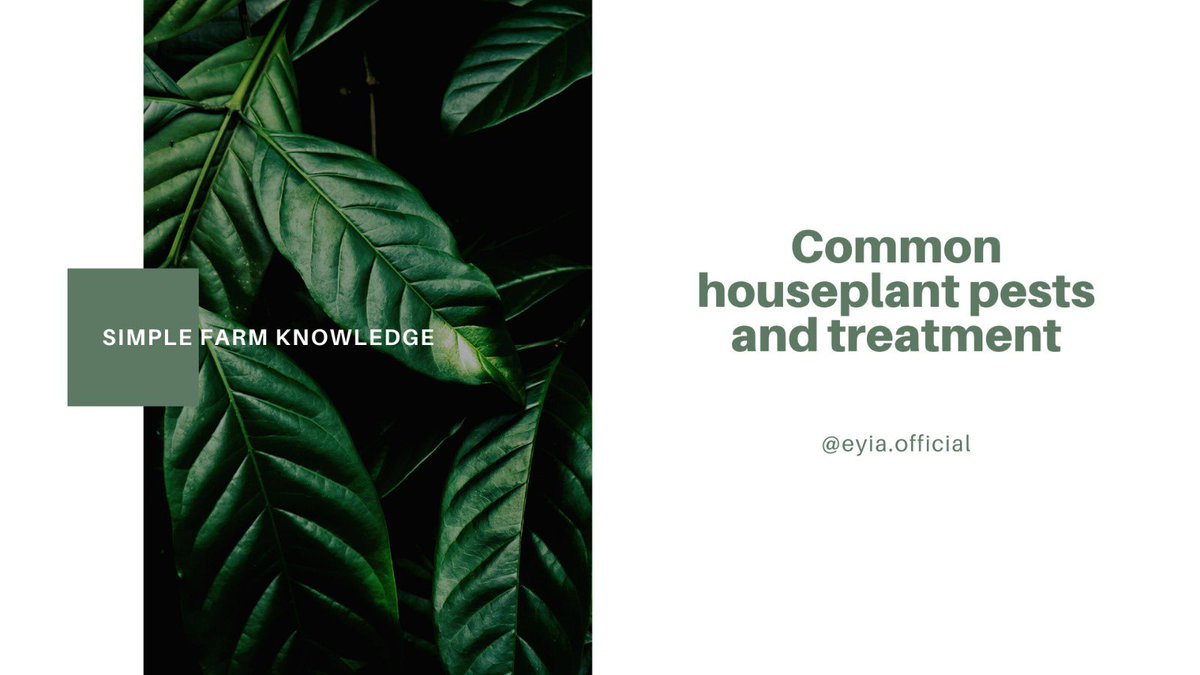 Eyiaofficial's tweet photo. Today on SIMPLE FARM KNOWLEDGE.
.
Common House Plants Pest and treatment
.
Fungus Gnats
.
Damage, Treatment and Prevention
.
Stay tuned for the next pest we would be sharing.
.
.
.
#pestcontrol #farmpestcontrol #farmpests #plantpests #plantpestcontrol https://t.co/1xaOSqIybX