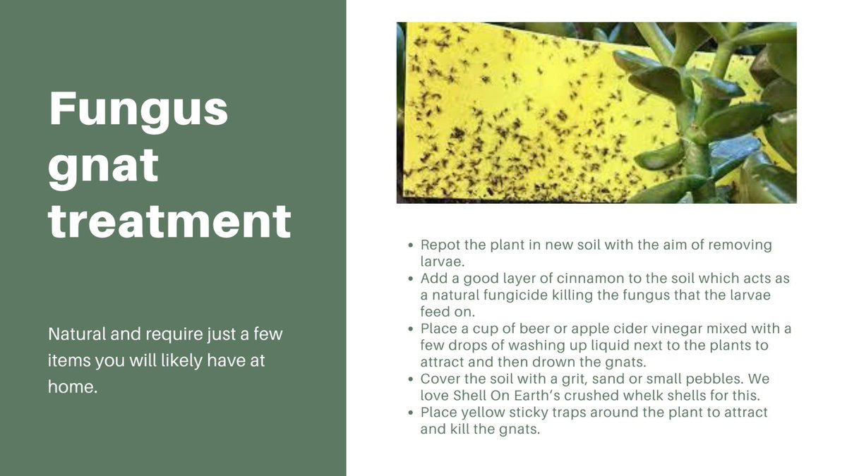 Eyiaofficial's tweet photo. Today on SIMPLE FARM KNOWLEDGE.
.
Common House Plants Pest and treatment
.
Fungus Gnats
.
Damage, Treatment and Prevention
.
Stay tuned for the next pest we would be sharing.
.
.
.
#pestcontrol #farmpestcontrol #farmpests #plantpests #plantpestcontrol https://t.co/1xaOSqIybX