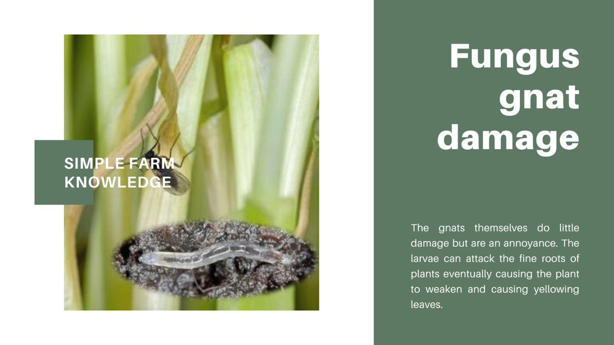 Eyiaofficial's tweet photo. Today on SIMPLE FARM KNOWLEDGE.
.
Common House Plants Pest and treatment
.
Fungus Gnats
.
Damage, Treatment and Prevention
.
Stay tuned for the next pest we would be sharing.
.
.
.
#pestcontrol #farmpestcontrol #farmpests #plantpests #plantpestcontrol https://t.co/1xaOSqIybX