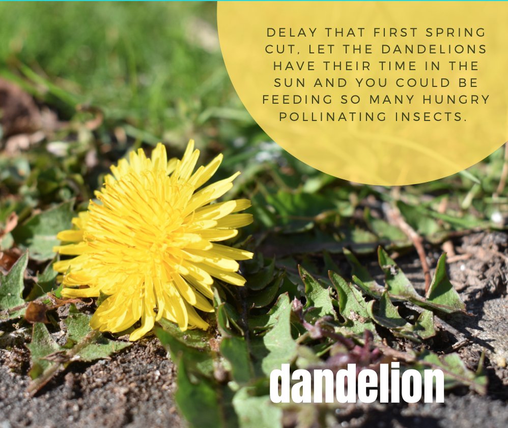 Pollinators tweet media