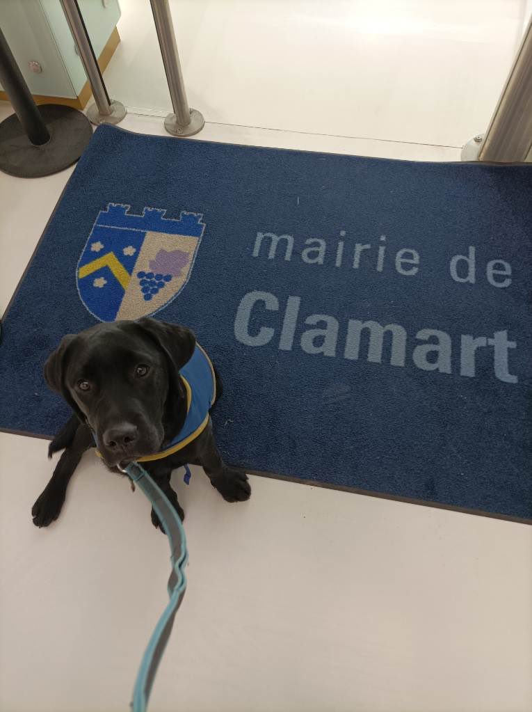 RachelAdil's tweet photo. #Clamart et vous - Tipiak, #handichien entre sans souci - Même pas besoin d’expliquer son rôle… https://t.co/po4nROhTso