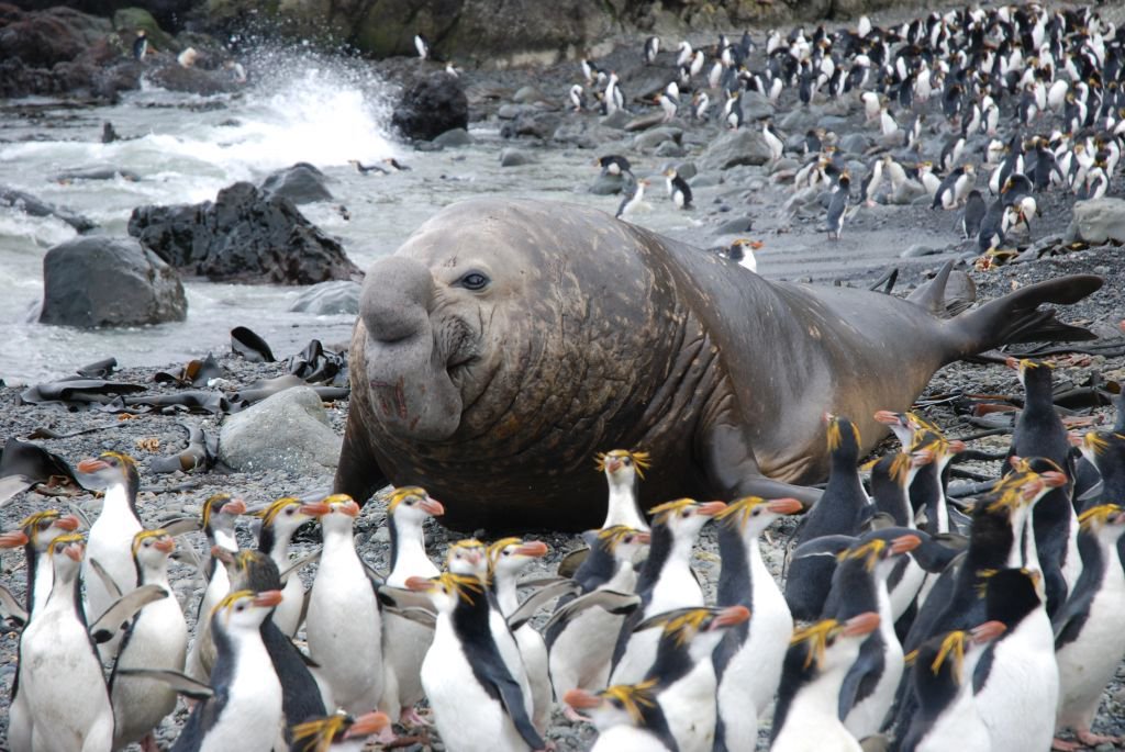 Make way for the elephant seal!