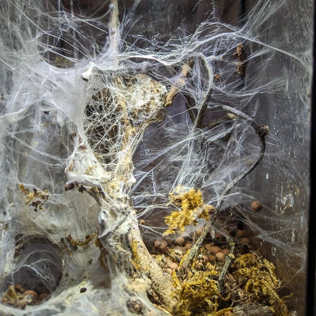 People with aquaria often brag about their aquascaping results; my pets do fantastic, halloween-friendly enclosure decorations on their own.

#spidersofinstagram instagr.am/p/CrP9Pe9sLg3/