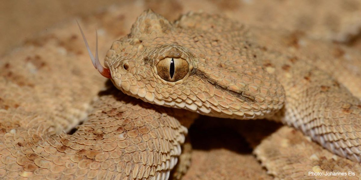 IUCN's tweet photo. Over 10,000 reptile species have been assessed, revealing that 21% of all reptile species are at risk of #extinction.

Learn more from the Global Reptile Assessment published on the IUCN Red List of Threatened Species™. 

https://t.co/vTlIZYjB8H https://t.co/p5NPzSV5VU
