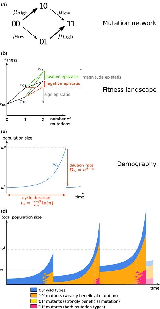 IAME_Center's tweet photo. #papersofthemonth
@GeneticsGSA: #Bottlenecks can constrain and channel #evolutionary paths

@FrancoisJB 

https://t.co/q1u1f2E5a1 https://t.co/jBs32n1EwZ
