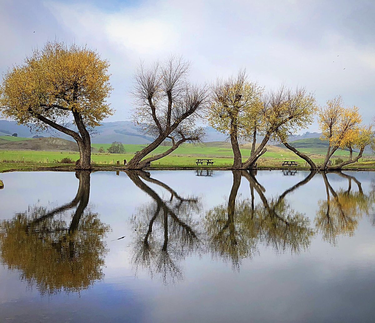 mo_zsu's tweet photo. #Dancingtrees Sonoma County 🌱🌿💃🕺
https://t.co/1OAT9OgJ2g
#NaturePhotography #NatureBeauty https://t.co/FDkfwFgYhA