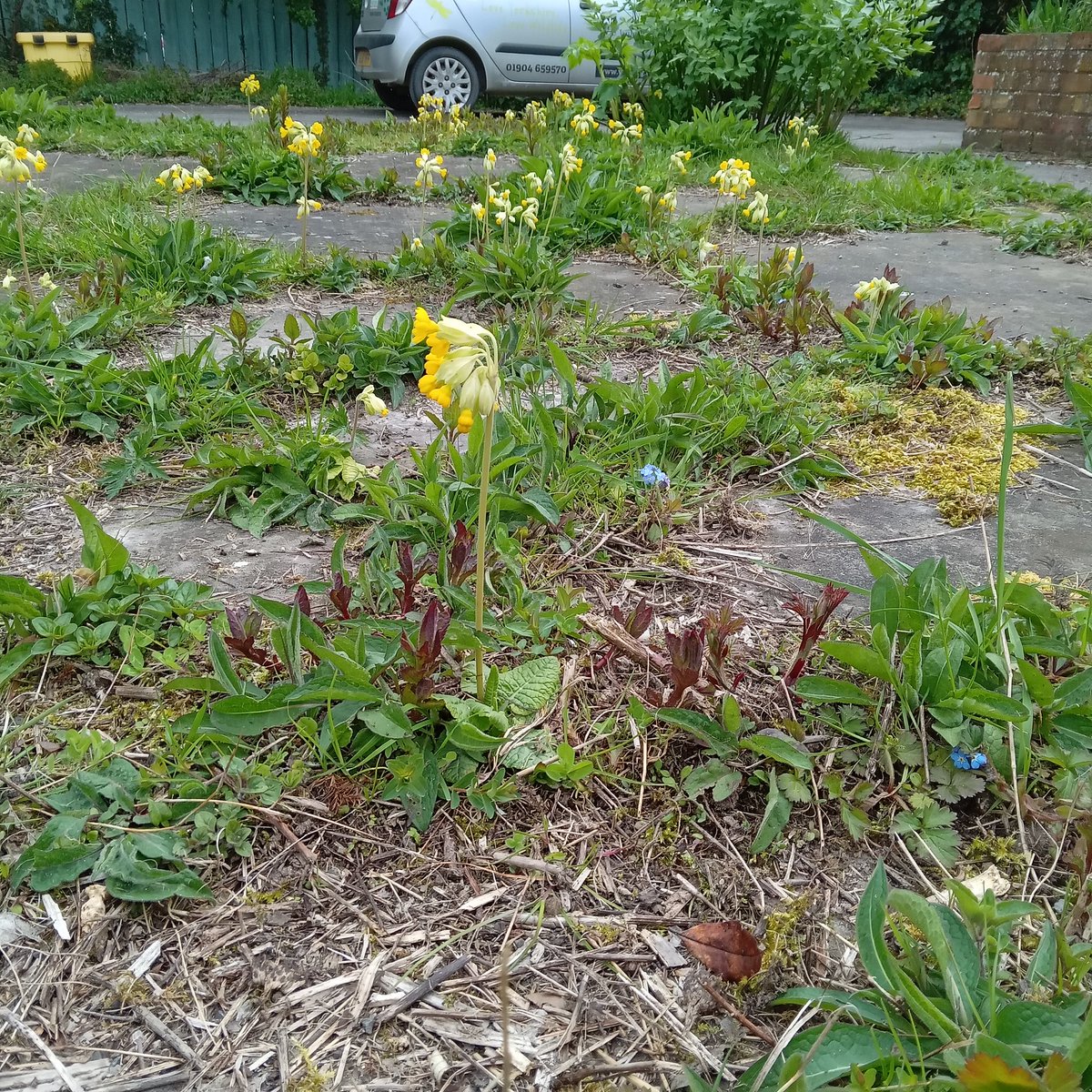 SpurnAndyG's tweet photo. Office nature update. The dead vegetation (natures carpet) is what we all feel we need to clear but why. @YorksWildlife This is front of house. @Hullccnews @pearsonparkhull https://t.co/4P8ZLD4MDN