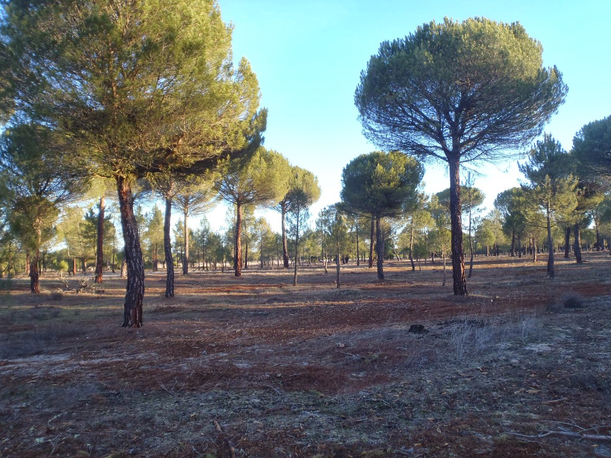 asfova's tweet photo. El #pinuspinea pino piñonero domina casi 60.000 hectareas forestales en #VALLADOLID https://t.co/MdNEV2PxMs