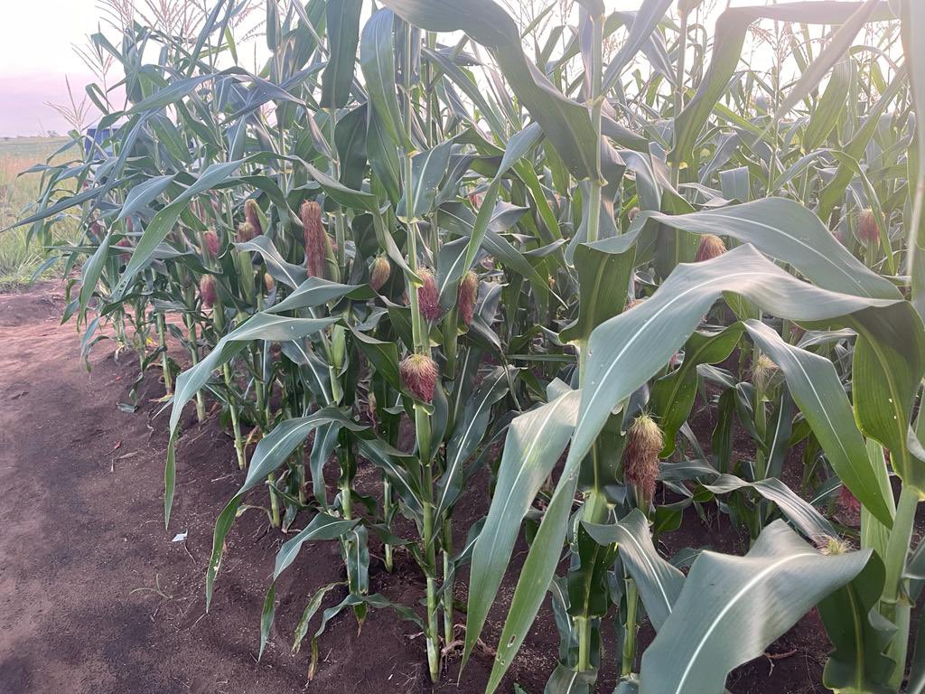 50 ha maïs qui poussent très très bien chez un de nos clients à #Gamboma.

Maîtrise parfaite de l’enherbement, de belles feuilles bien vertes et sans traces d’attaque d’insectes… 

Le programme d’application engrais et phytosanitaires a été suivi à la lettre.

🇨🇬🚜👨🏾‍🌾