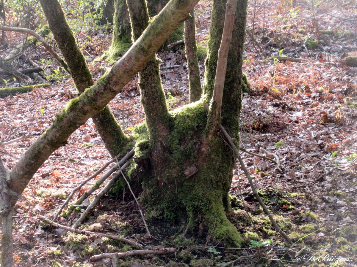 DeBiezen_76's tweet photo. Een oorspronkelijk elzen/wilgen #broekbos wat begin 20e eeuw werd omgevormd tot #rabattenbos voor #elzenhakhout ๐Vanaf begin jaren '60 'vergeten en nu ruim 20 jaar bewust niet meer beheerd=een natuurparel met allerlei mossoorten, paddenstoelen (1)โก๏ธ https://t.co/KPWpOdOz0e