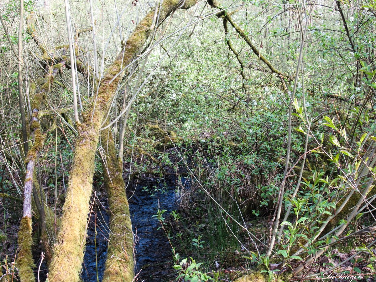 DeBiezen_76's tweet photo. Een oorspronkelijk elzen/wilgen #broekbos wat begin 20e eeuw werd omgevormd tot #rabattenbos voor #elzenhakhout ๐Vanaf begin jaren '60 'vergeten en nu ruim 20 jaar bewust niet meer beheerd=een natuurparel met allerlei mossoorten, paddenstoelen (1)โก๏ธ https://t.co/KPWpOdOz0e