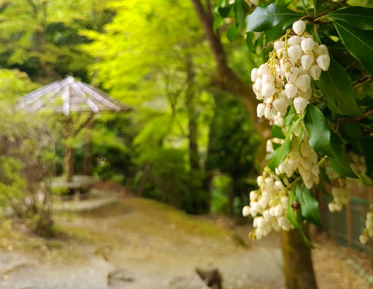 Kameyama Park/亀山公園/2023.04.14
#Kyoto #京都
#arashiyama #嵐山
#sagano #嵯峨野
#sagaarashiyama #嵯峨嵐山
#KameyamaPark #亀山公園
#ArashiyamaPark #嵐山公園
#NearbyPark #近所の公園
#JapaneseAndromeda #馬酔木 #アセビ