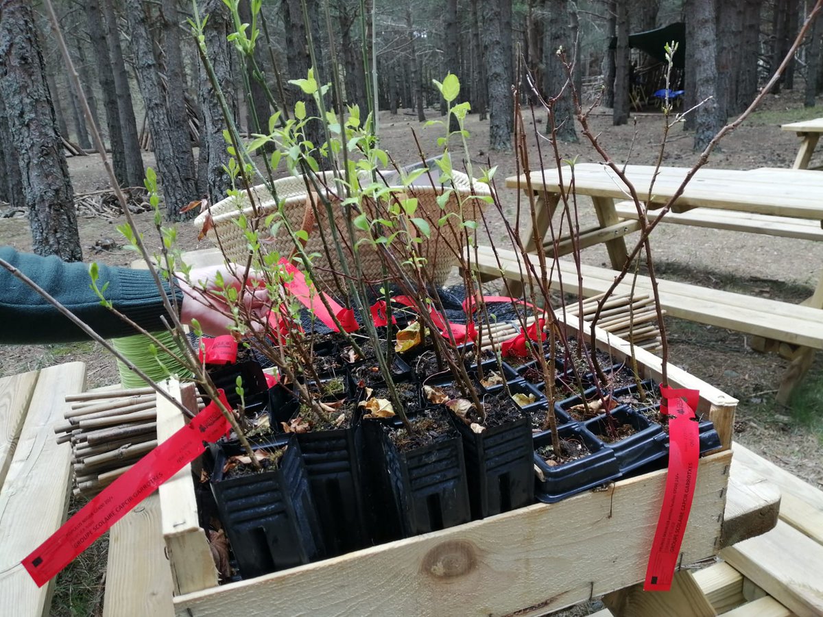 MaterCapcirGar's tweet photo. Dans le cadre de la #JournéeInternationaleDesForêts les MS et GS ont eu la chance de planter des arbres (érables, pruniers, cerisiers, cornouillers, fusains...) dans l'espace forêt.🌳🌲🌳🌲🌳
Merci l'agent de l' #ONF du village pour son intervention.
#EcoleDehors #Classedehors https://t.co/WbjPnBf7OL