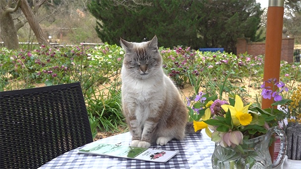 リピーター続出！バラ園の9匹の看板ネコ〜 千葉県君津市にある