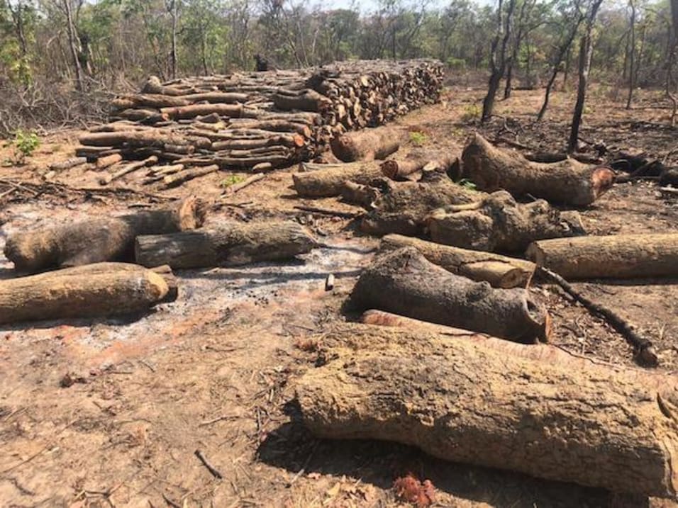 Alliance_AWC's tweet photo. From 2001 to 2021, Zambia lost about 2.07Mha of tree cover, equivalent to a 8.6% decrease in tree cover. Plant atleast a tree at home, Church, School etc

#StopDeforestation
#planttrees https://t.co/BqylveywDg