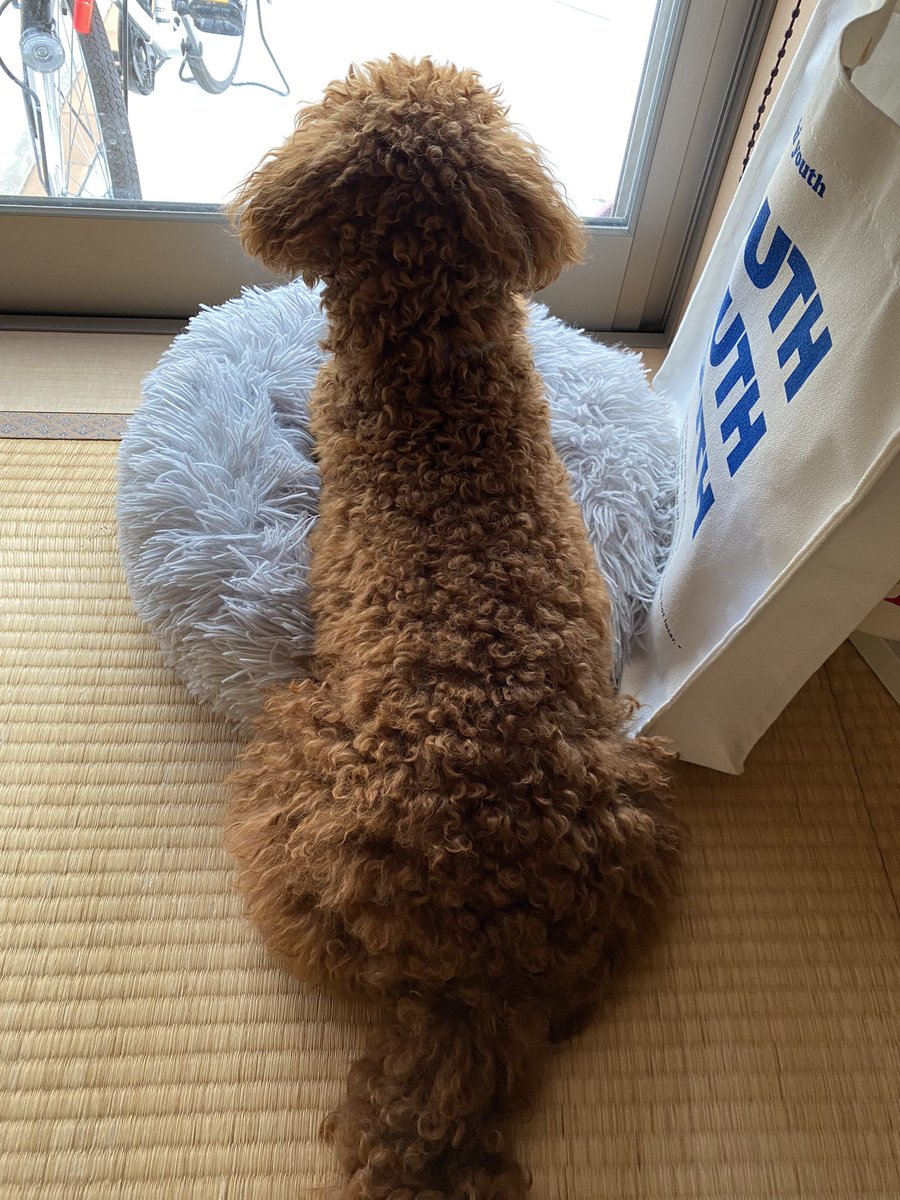 RIKU220729's tweet photo. こんなに大きくなり過ぎました😂

(ほとんど体乗ってない😂) https://t.co/TFcFOEA5DH