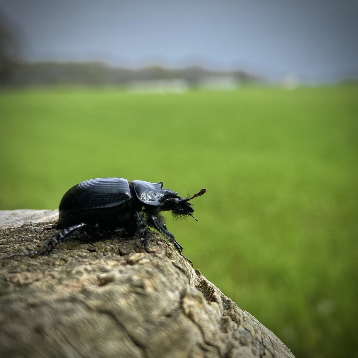 Look at this stunning Minotaur Beetle - Typhaeus typhoeus. #beetle #minotaurbeetle