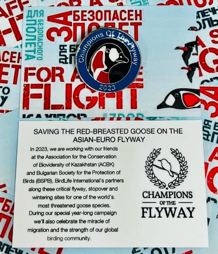 Now available - ALL profits from the sales of these badges will be going straight to help Red-breasted Geese! Thanks <a href="/ukbirdingpins/">UKbirdingpins 💙</a> again, we appreciate your support! Buy yours here (very limited edition): ukbirdingpins.co.uk/product/champi…