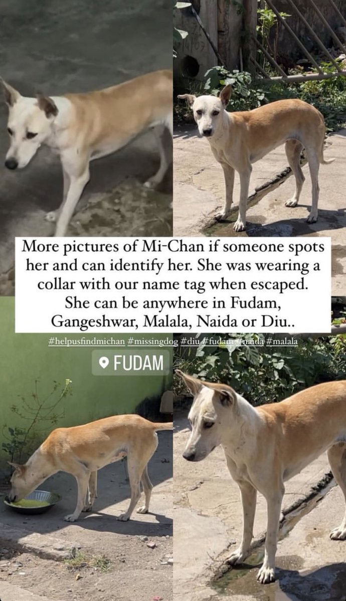 GitanjaliDas89's tweet photo. #Diu #Fudam Mi-Chan has gone missing! She had been sent for spaying and managed to escape after surgery and still has stitches on her tummy! #lostdog #India https://t.co/e7xqEGZtGW