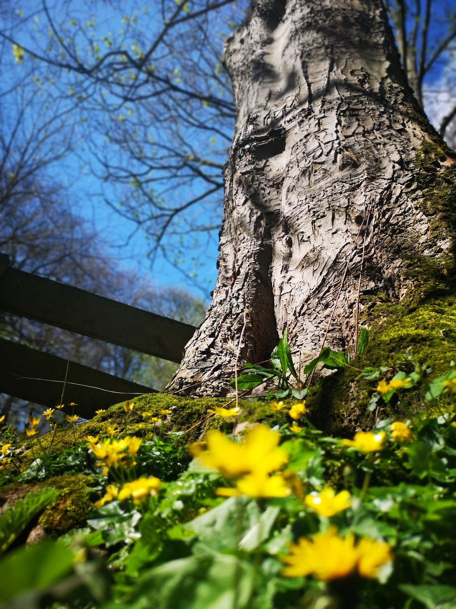 Fishface555's tweet photo. Holywell Dene... Lesser Celadine out in abundance. #whitleybay #Springhassprung https://t.co/xFXlUuo8Vd