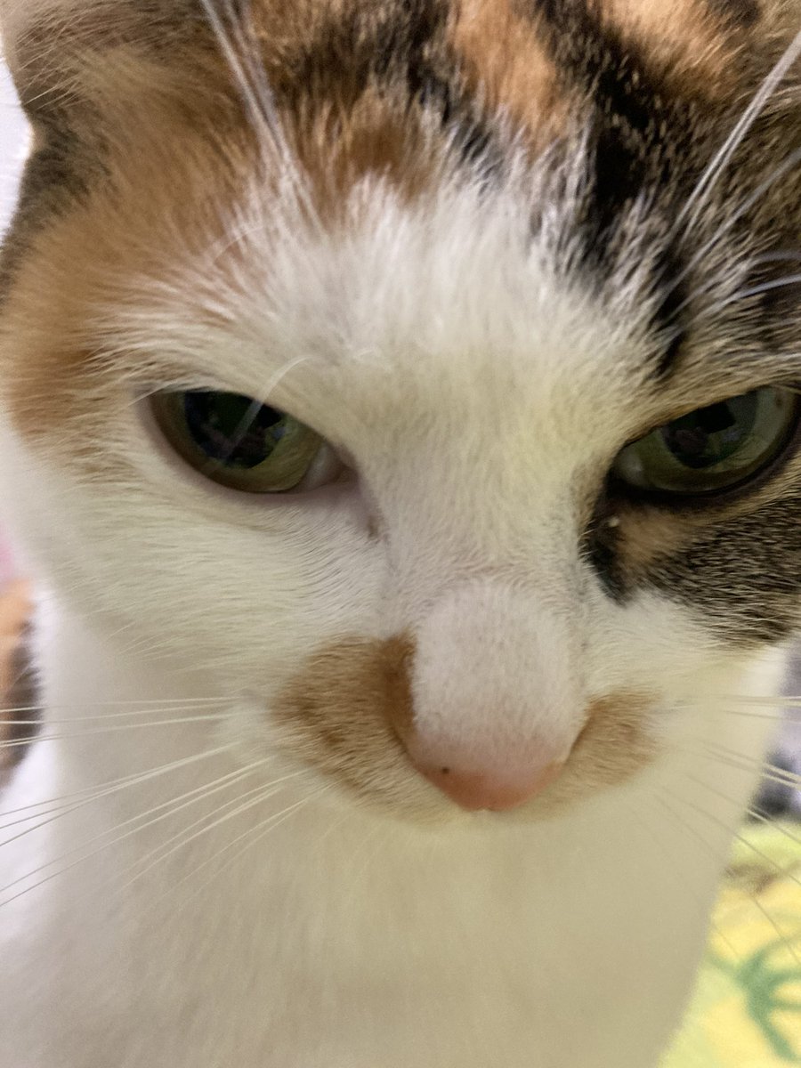 ○黄緑みどり子○ (@midoriko822) / Posts / X