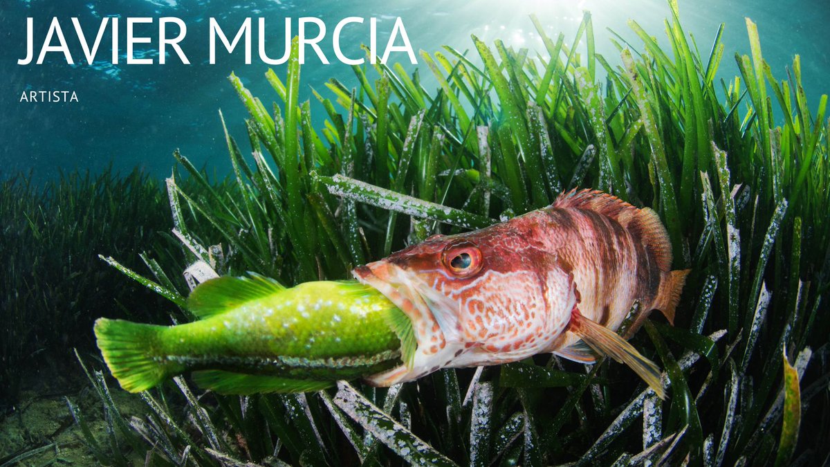 Buceadores_'s tweet image. DESEANDO EL AGUA - mailchi.mp/2bfafeba0a55/l…