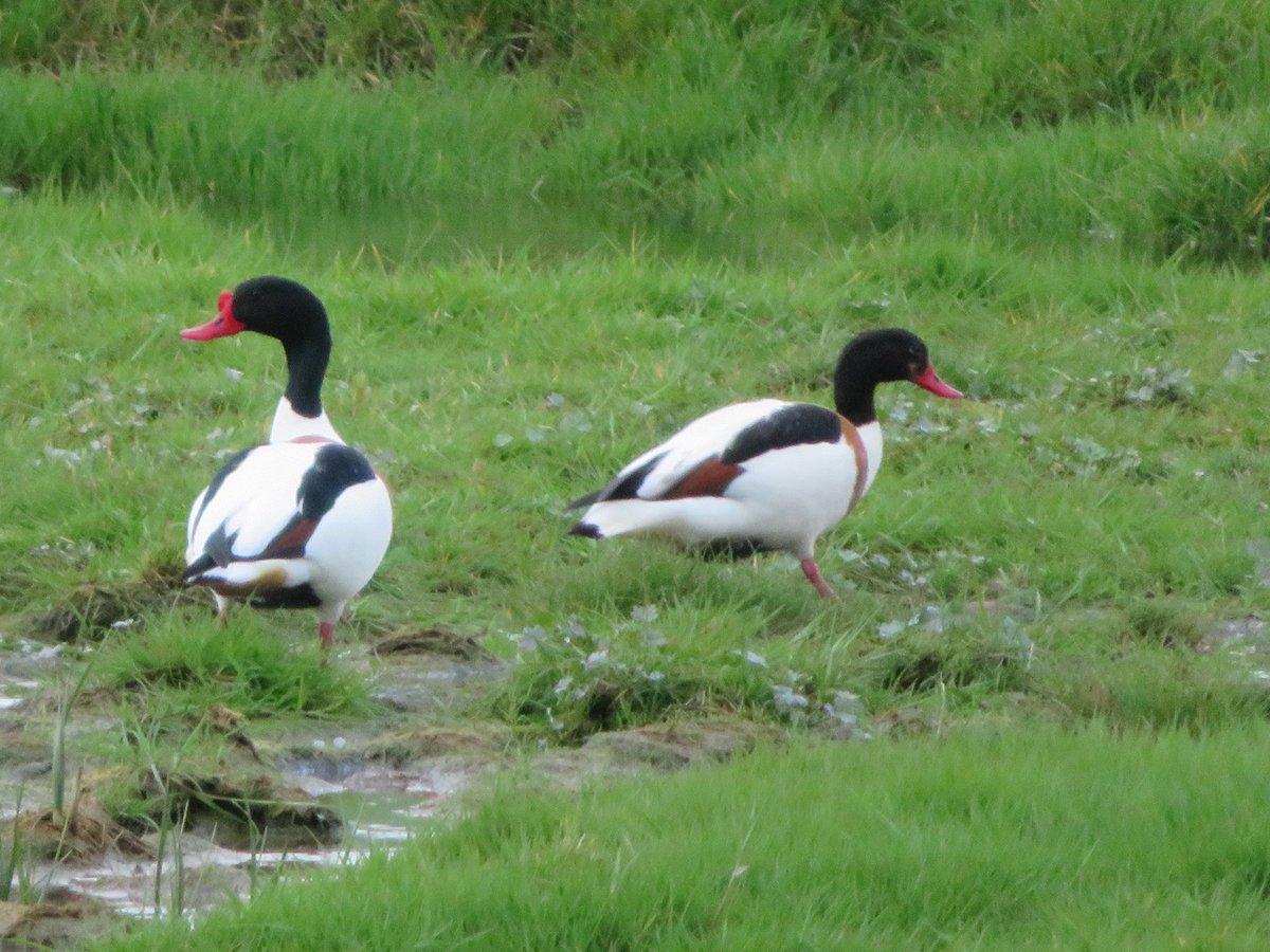 AlasdairGordon1's tweet photo. .@CBWPS1 @Natures_Voice @NE_DCIoS @beauty_cornwall @BTO_Cornwall @CwallWildlife @Britnatureguide @Team4Nature @NatureUK Ducks spotted on the   #CamelTrail on Tuesday. #Shellduck #Teal #Mallard #waterfowl #ducks #birds #Wadebridge https://t.co/B9TBucVZq5