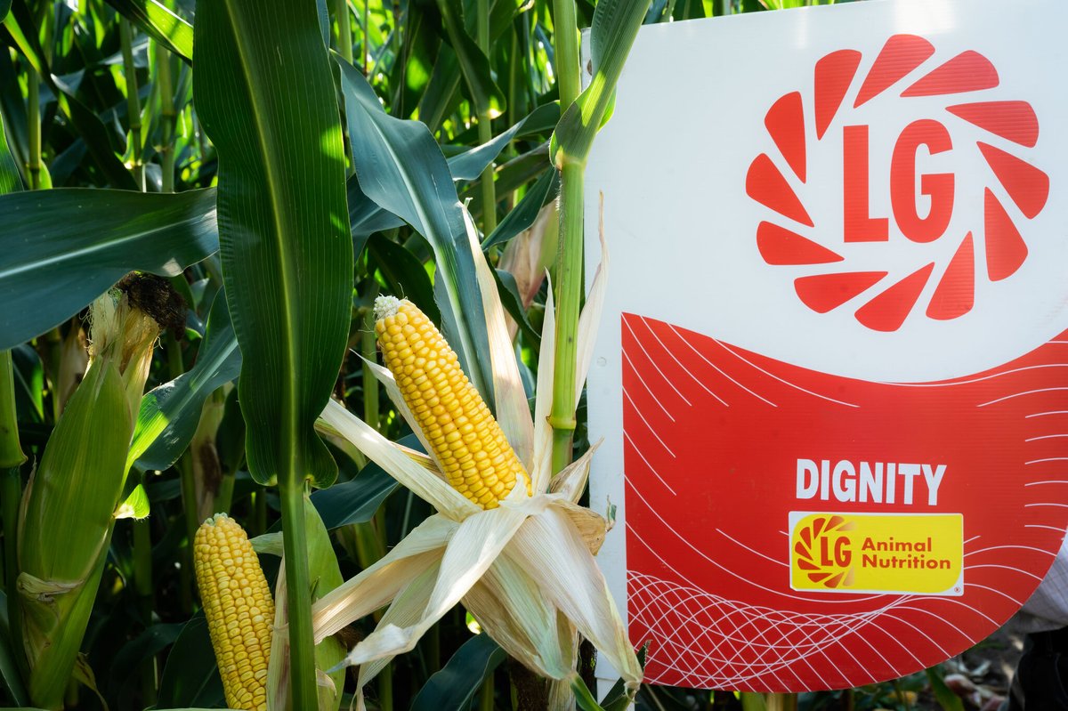 Not ordered your maize yet? Don’t worry, we have stocks of very early maturing high yielding varieties like DIGNITY with good early vigour meaning it gets away quickly and matures faster.🌱

Contact your seed merchant for more info! 👍