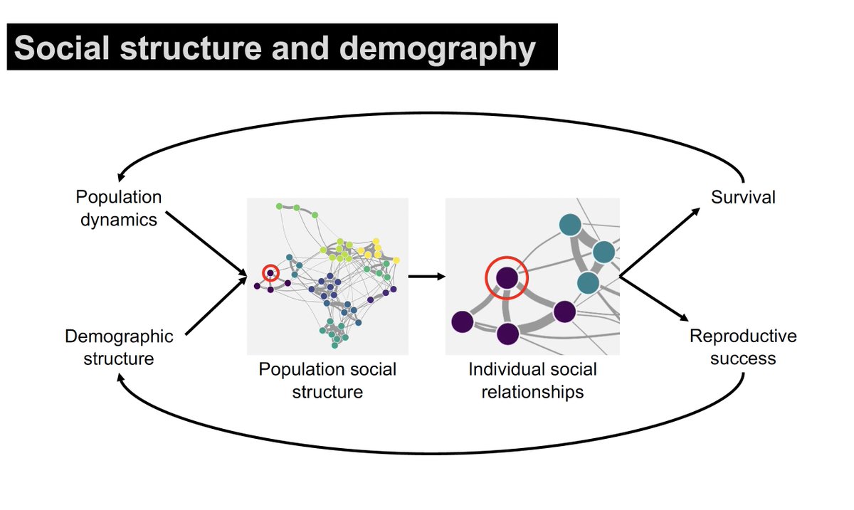 Olivier Gimenez 🖖🦦 (@oaggimenez) on Twitter photo So impressed by <a href="/mattjsilk/">Matthew Silk</a>'s talk on demographic models of social networks at #euring2023 🤩 I'm going to miss you Matt 😢 Learnt so much from you 😉
In press in <a href="/Ecol_Evol/">Ecology and Evolution</a> ecoevorxiv.org/repository/vie…
#rstats package github.com/NETDEM-project… So impressed by <a href="/mattjsilk/">Matthew Silk</a>'s talk on demographic models of social networks at #euring2023 🤩 I'm going to miss you Matt 😢 Learnt so much from you 😉
In press in <a href="/Ecol_Evol/">Ecology and Evolution</a> ecoevorxiv.org/repository/vie…
#rstats package github.com/NETDEM-project…