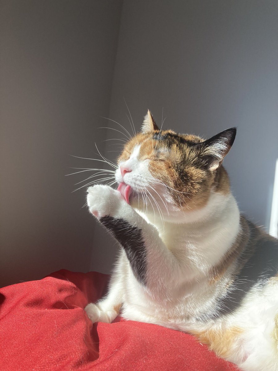 liliththecats's tweet photo. 🐾 https://t.co/5twqKjyEic