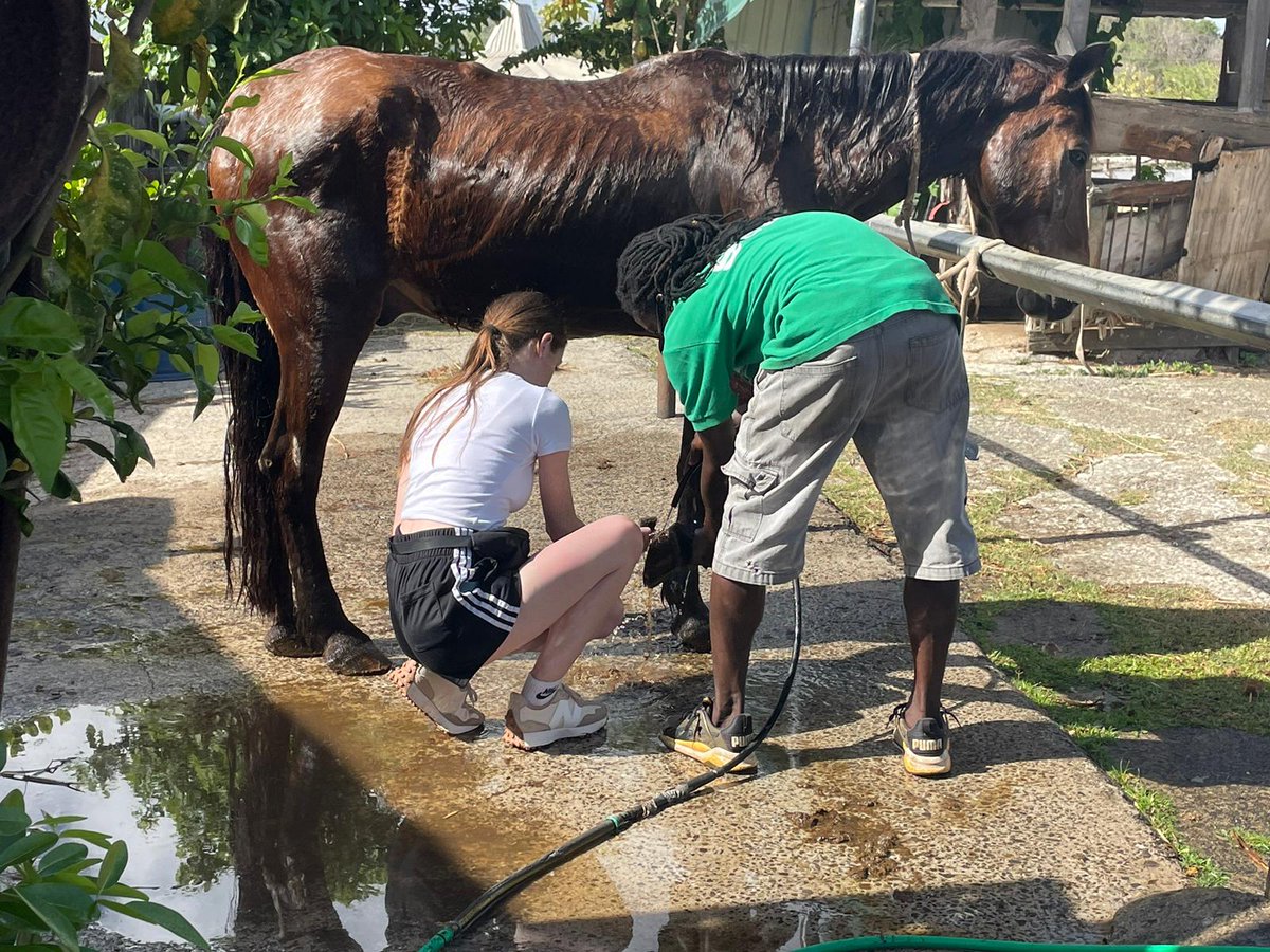 Our #AnimalManagement students have been at Trims Horse Riding School as part of their international work placement in Saint Lucia.

Students have been busy mucking out and grooming the horses.