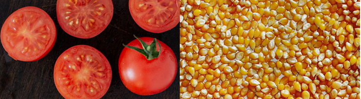 IGATechnology's tweet photo. Speed up your research with readily available &amp; validated #genotyping panels https://t.co/1RWgKgxYfM
Discover with our webinars how we used #TargetedGenotyping for
tomato https://t.co/zIeVEb4rP1
maize https://t.co/GFouj5Gp3H
#TargetedGenotyping #agrigenomics #sequencing #crops https://t.co/lC6CMc3sbE