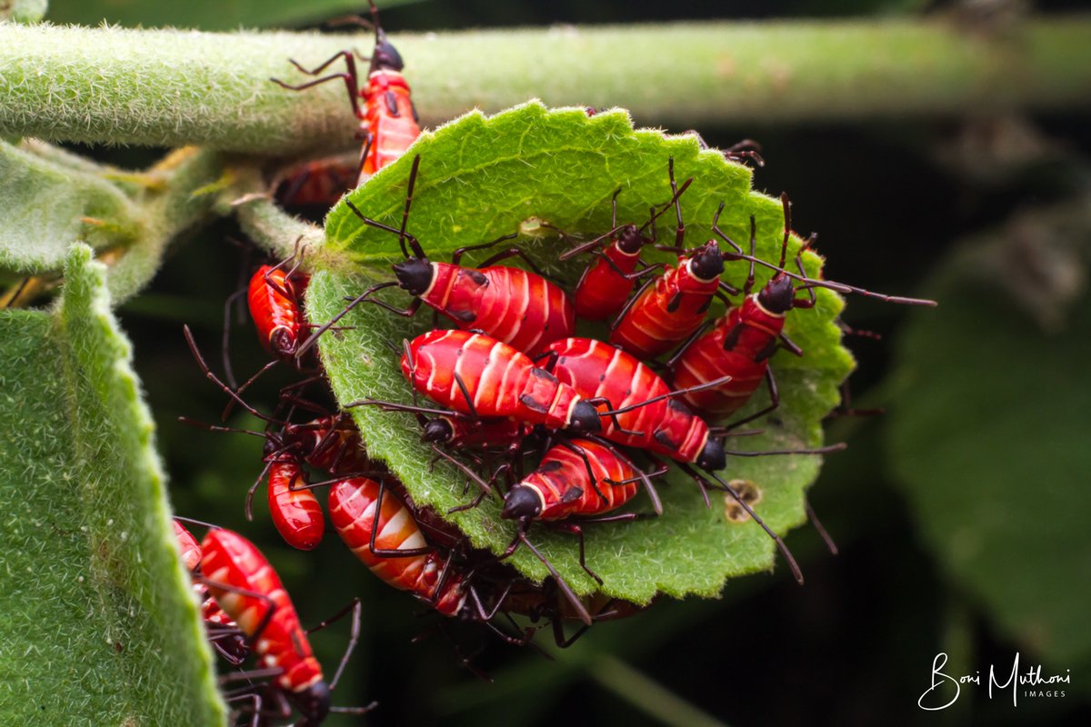 I was nominated by
<a href="/paulobuna/">Paul Obuna</a>

to post one of my art, and to nominate another artist to do likewise on their timeline. I nominate

<a href="/artistJabu/">Jabu</a> 

Stainer bugs are late season pests.

Day 8/10 - Cotton Stainers. Syokimau, Machakos County.