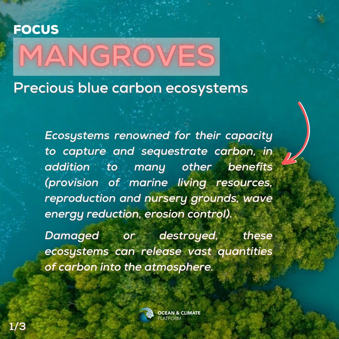ocean_climate's tweet photo. [#WhatOceanForTomorrow] #FOCUS  on #Mangroves🌱
🌊These blue carbon ecosystems can sequester carbon, protect the coasts and are home to many species🦀
💫They are part of the #solutions for a + #sustainable world🌍 #SDGs 
👉 Learn more: https://t.co/2qdzfUX96A https://t.co/swxNjJRHcj