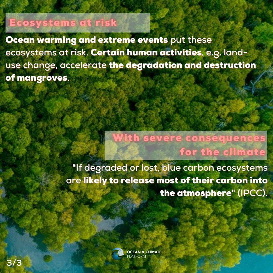 ocean_climate's tweet photo. [#WhatOceanForTomorrow] #FOCUS  on #Mangroves🌱
🌊These blue carbon ecosystems can sequester carbon, protect the coasts and are home to many species🦀
💫They are part of the #solutions for a + #sustainable world🌍 #SDGs 
👉 Learn more: https://t.co/2qdzfUX96A https://t.co/swxNjJRHcj