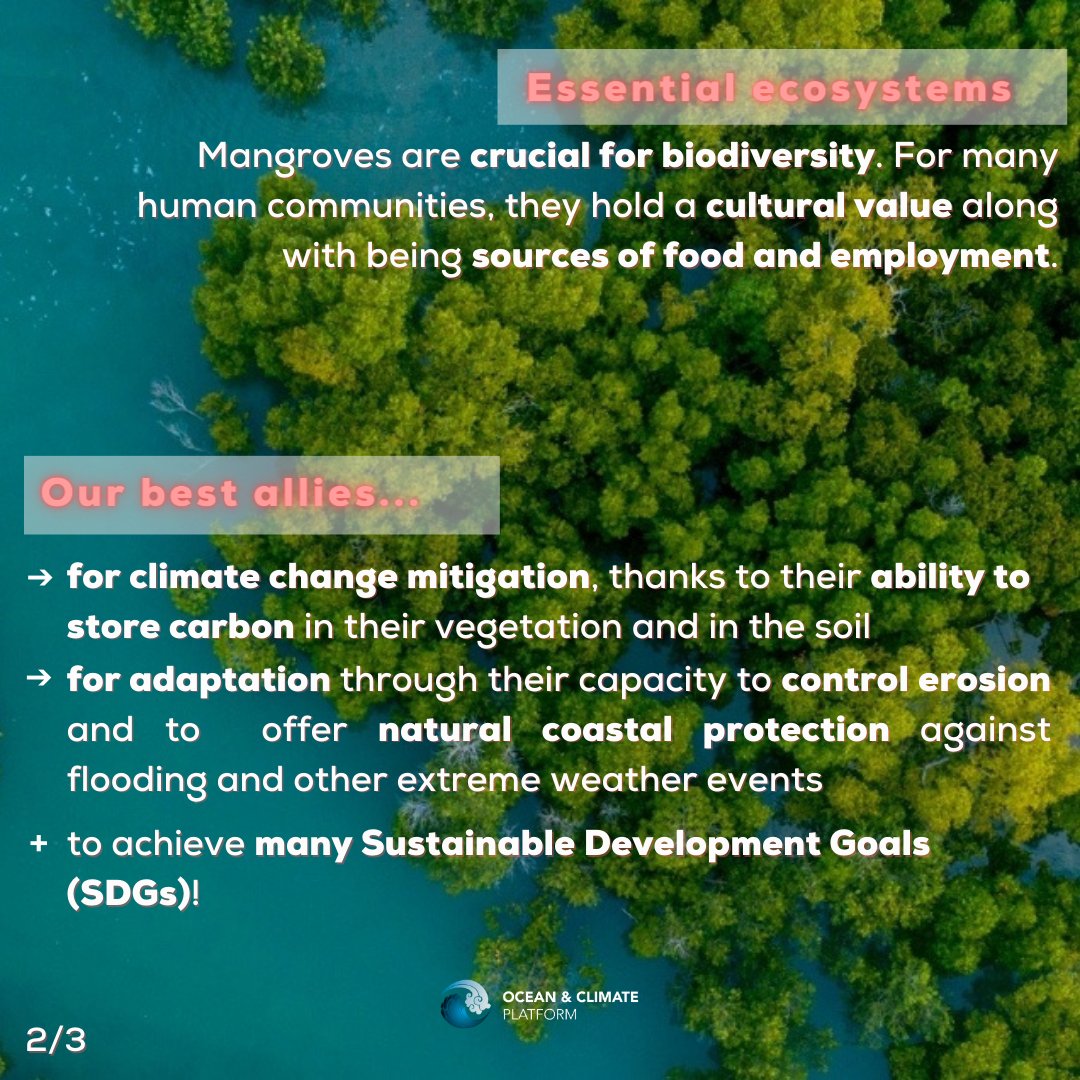 ocean_climate's tweet photo. [#WhatOceanForTomorrow] #FOCUS  on #Mangroves🌱
🌊These blue carbon ecosystems can sequester carbon, protect the coasts and are home to many species🦀
💫They are part of the #solutions for a + #sustainable world🌍 #SDGs 
👉 Learn more: https://t.co/2qdzfUX96A https://t.co/swxNjJRHcj