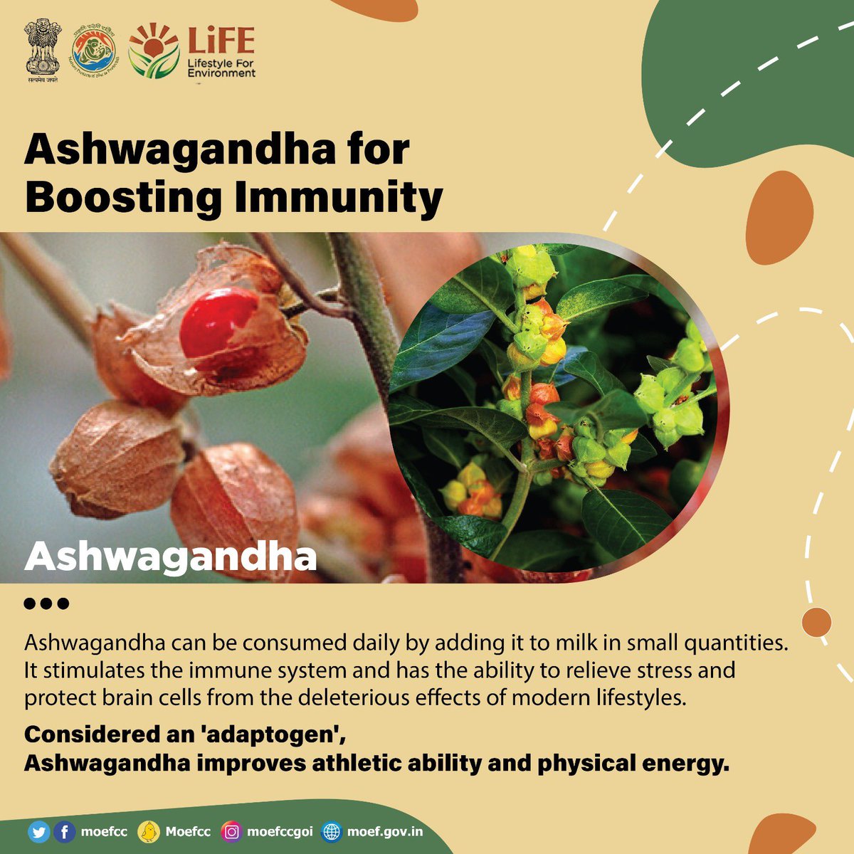 moefcc's tweet photo. #Ashwagandha for Boosting Immunity!
#ChooseLiFE
#MissionLiFE https://t.co/QQOagrjsz6